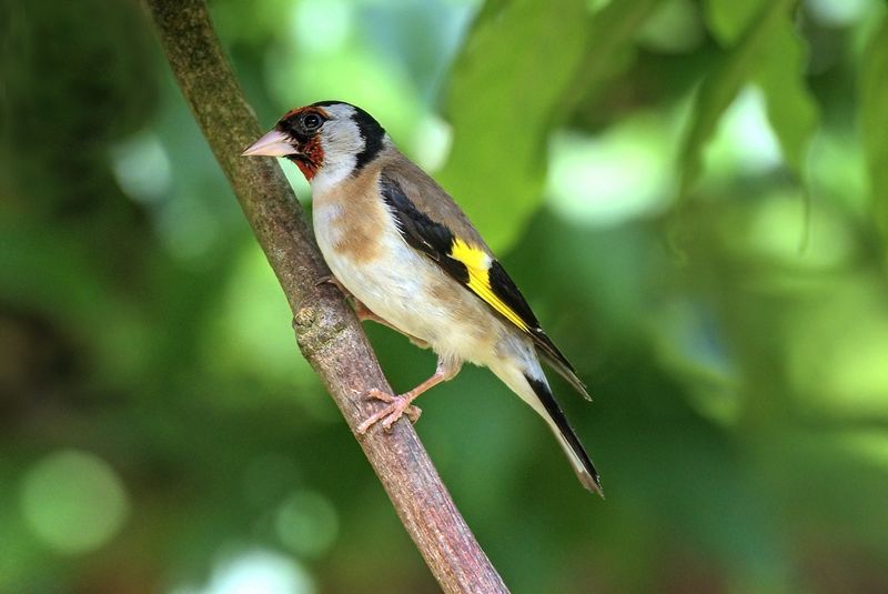 European Goldfinch