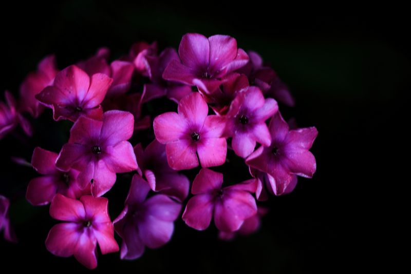 Evening Phlox 