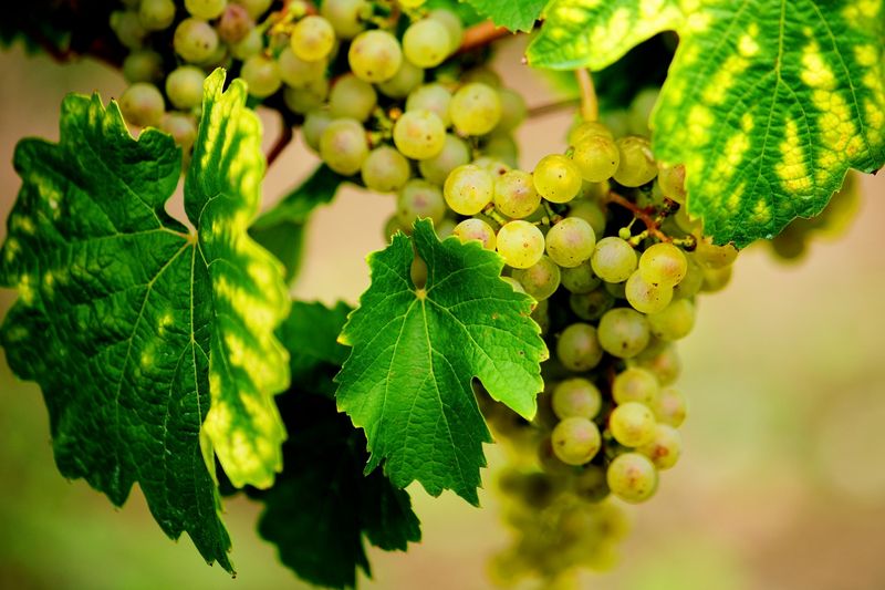 Riesling Grapes