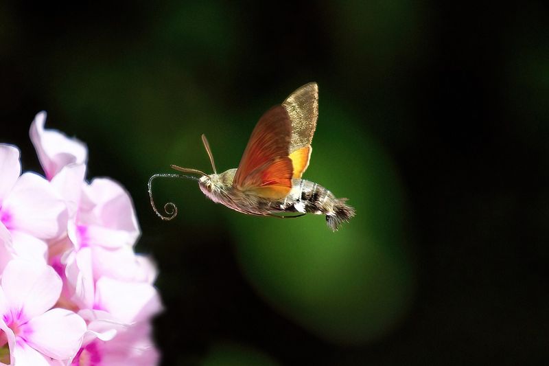 Hummer hawk moth 