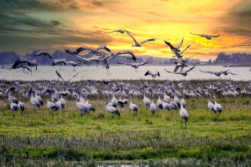Cranes' Sundown Landing