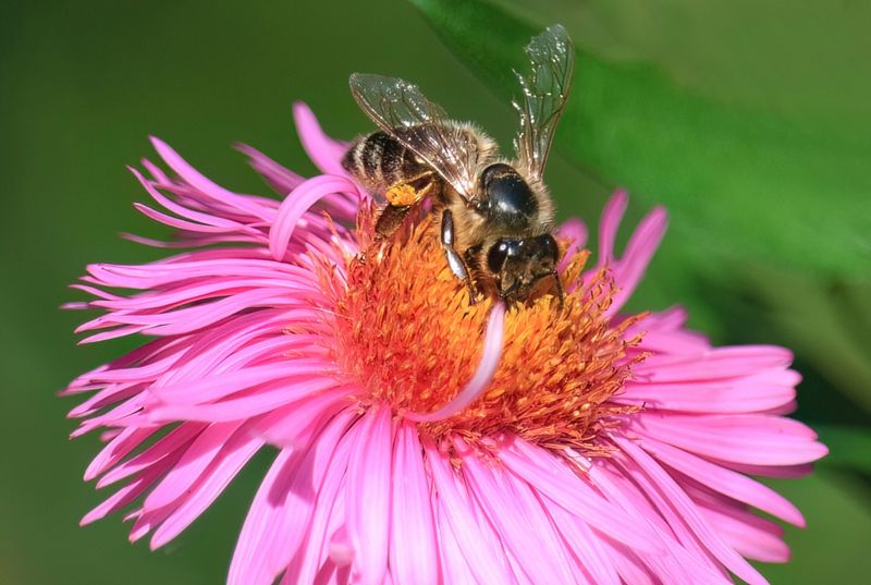 Still some Food for Butterflies and Bees