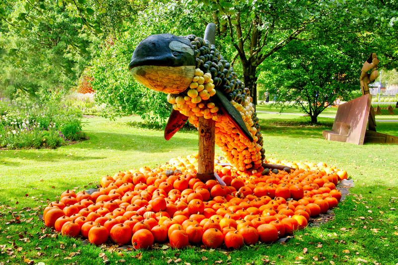 Pumpkin Art - Orca 