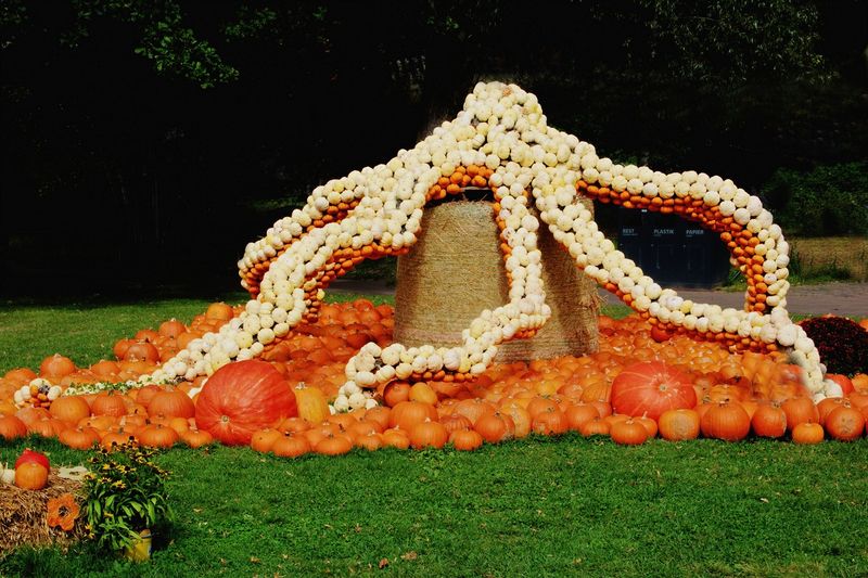 Pumpkin Art - Octopus 