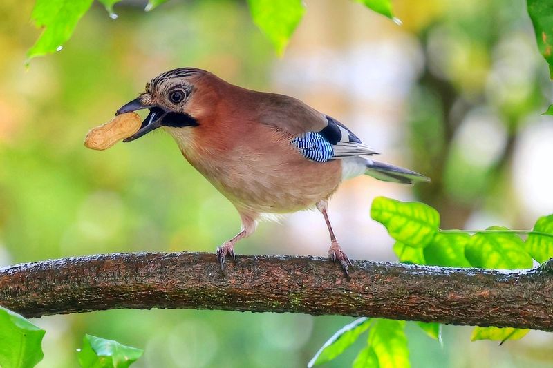 Eurasian Jays