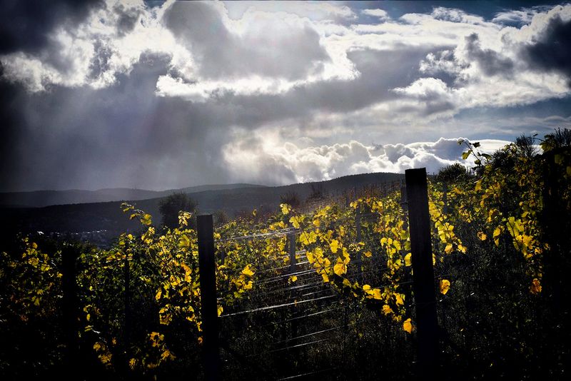 The German Wine Road during the Seasons