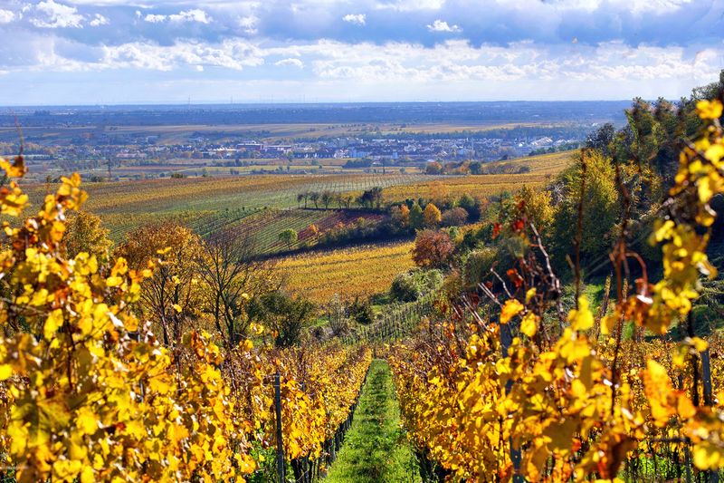 Wine Valley in Late Autumn