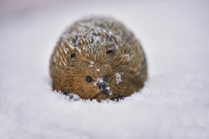Snowy Hedgehog 
