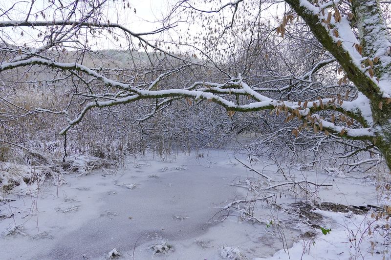 Frozen Swamp