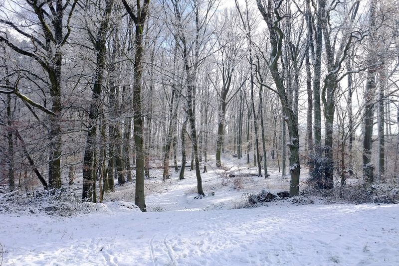 Winter Forest