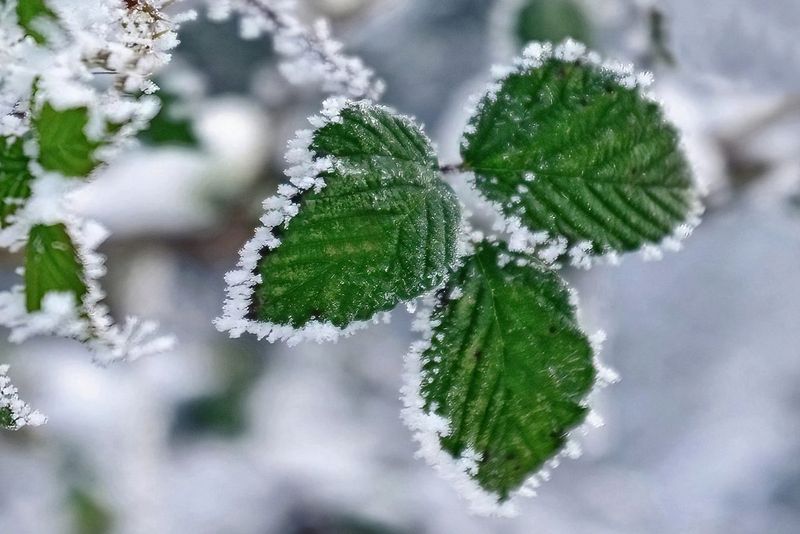 Frosty Black Berry Leaves