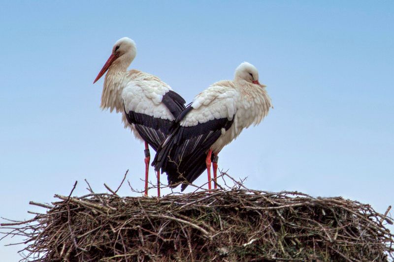 Valentine Storks 