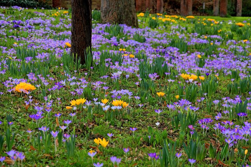 A Carpet of Crocus