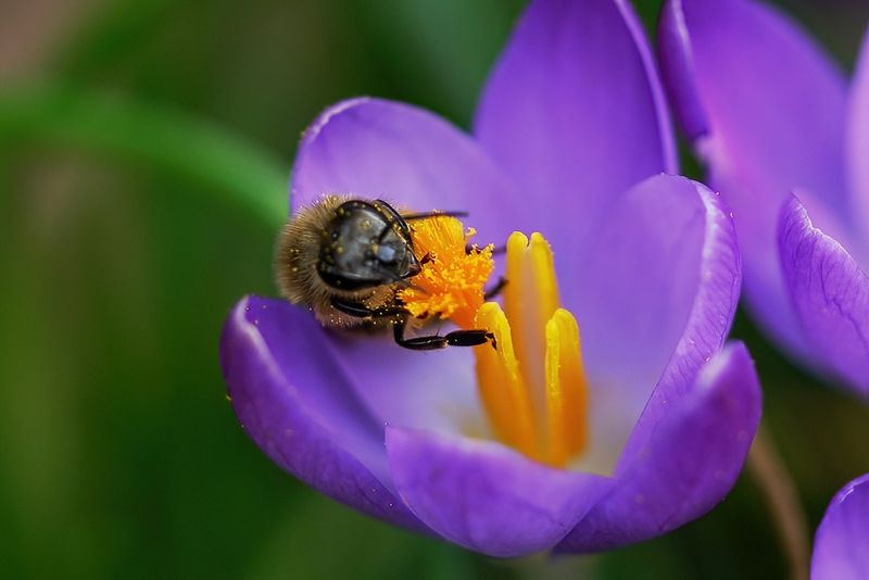 Crocus and Bee