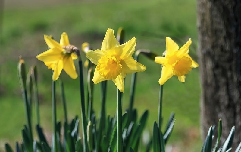 Daffodils at the Farm