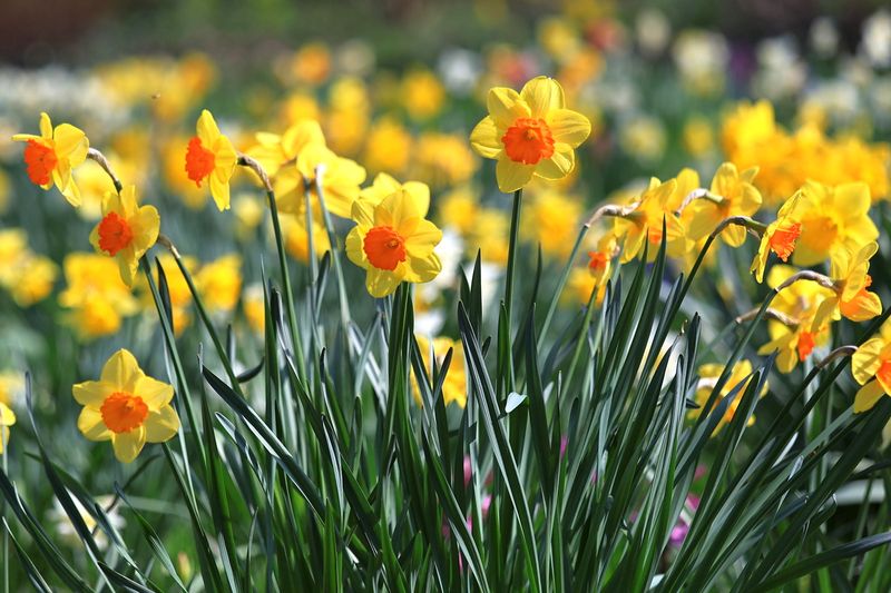 Daff Group in the Park