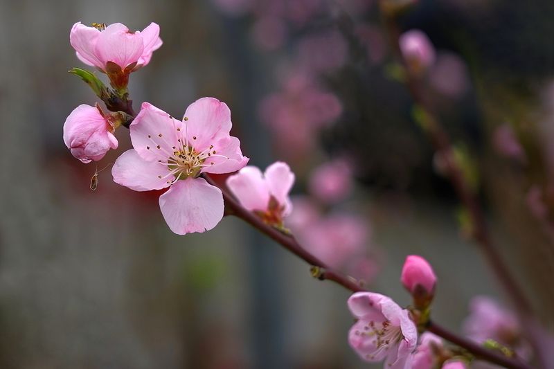 Almond Blossom Time 