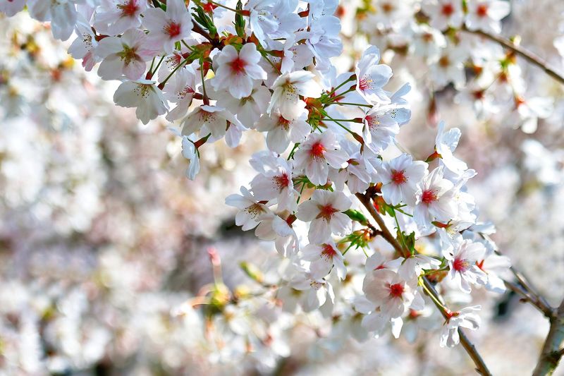 Cherry Blossoms in Abundance