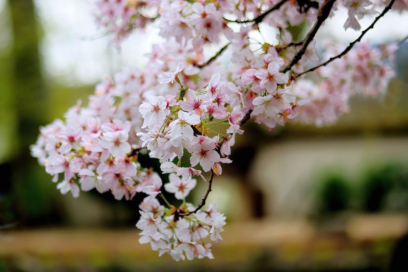 Blooming Branch