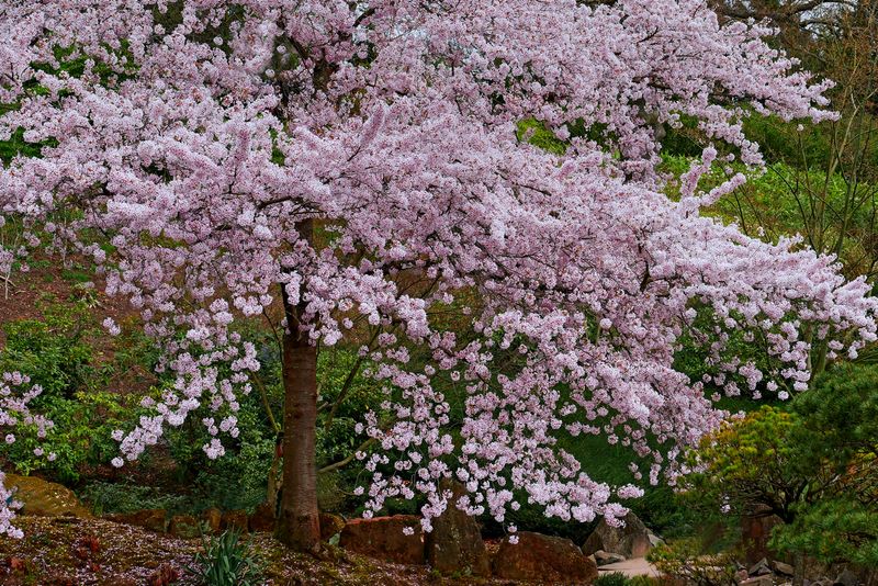 Japanese Cherries in full Bloom