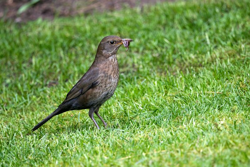 Blackbird Mom got Lunch