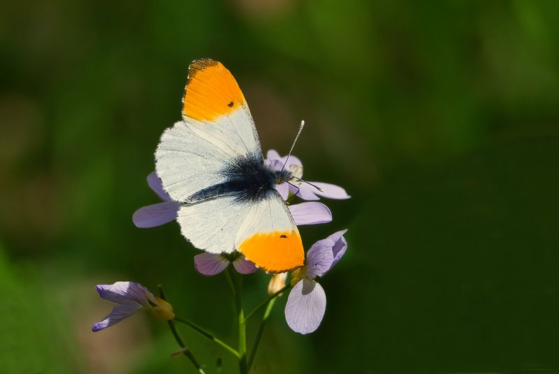 Orange Tip Open Wings (Male )