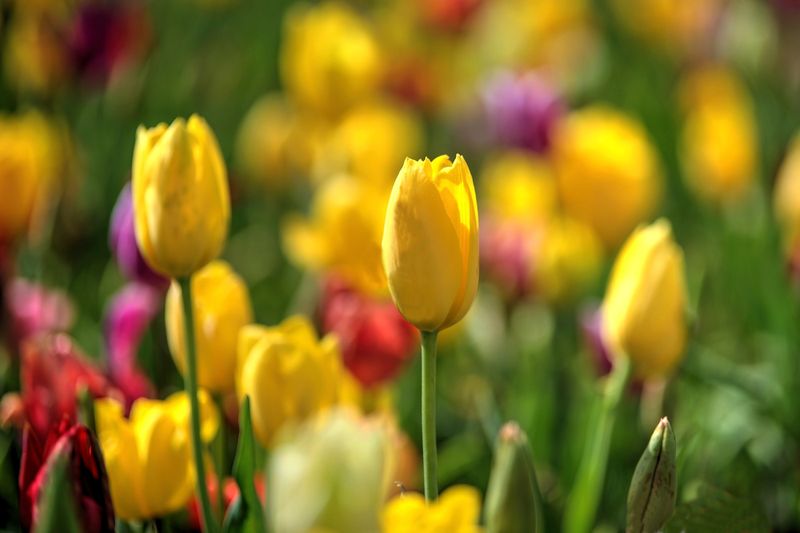 Yellow Bunch