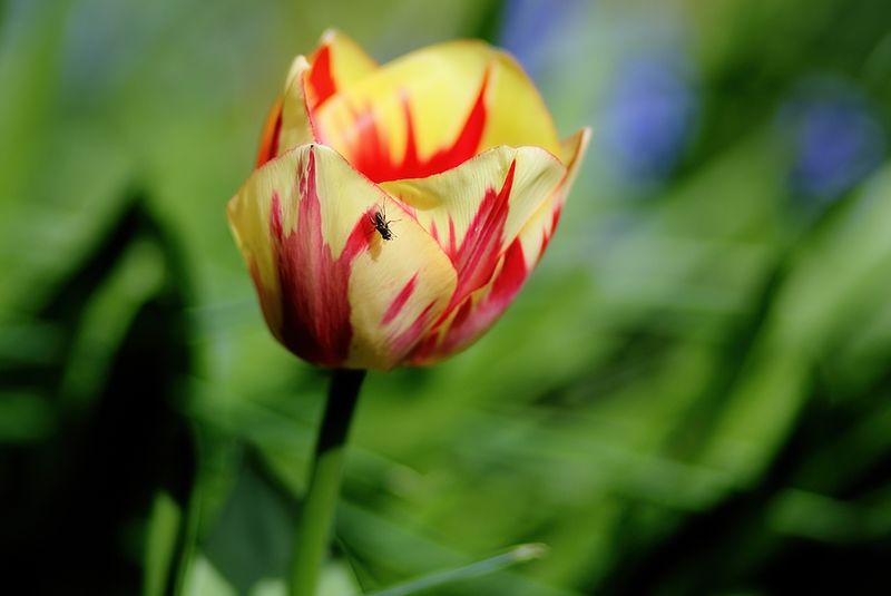 Tulips 2024
