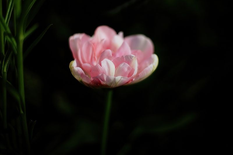 Pink Backlit