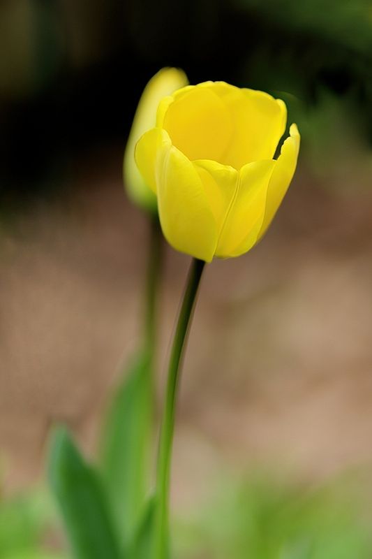 Yellow  Yellow