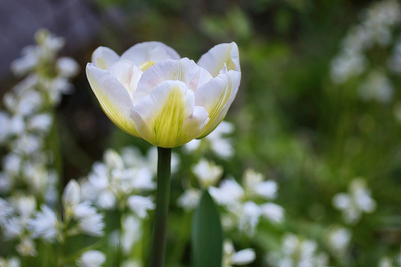 A Garden Favorite