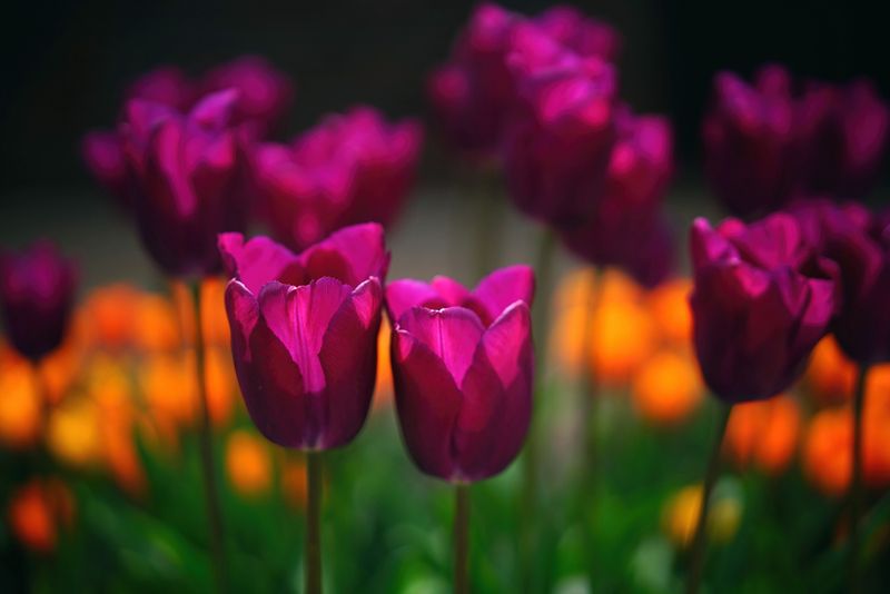 Purple Twins