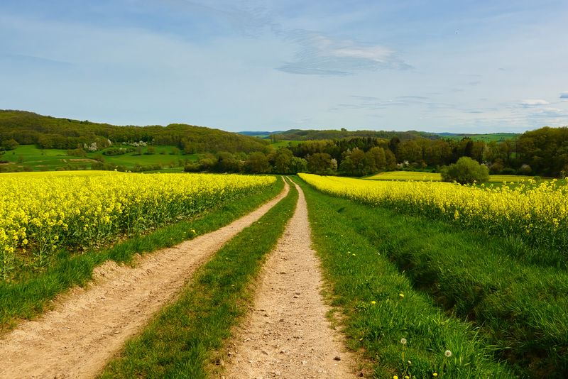 Yellow Trail