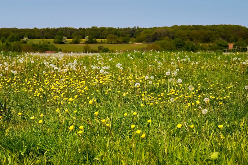 May Field