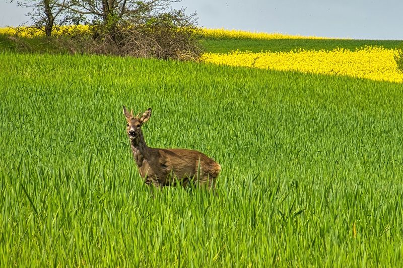 Deer Encounter