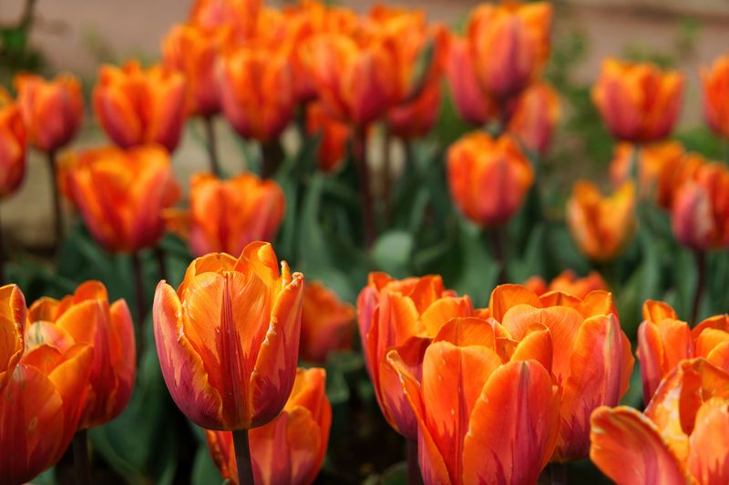 Orange Crush