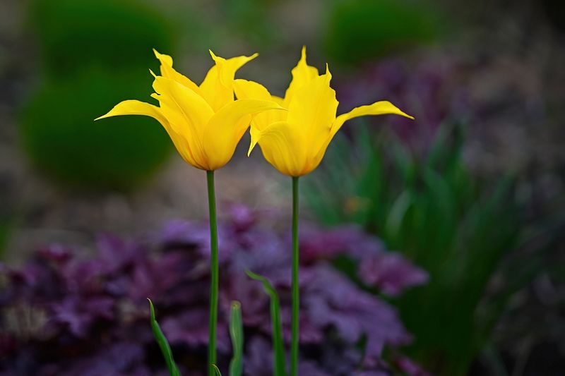 Couple in Yellow