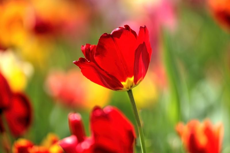 Sunny Red and Friends