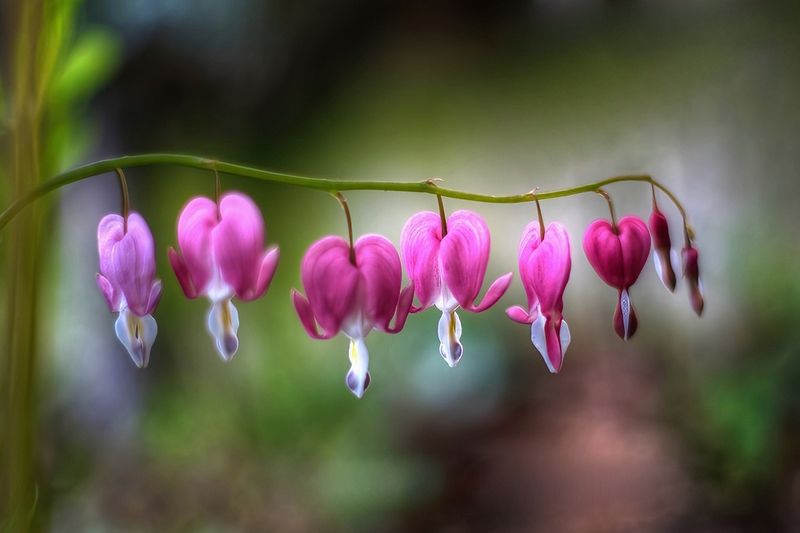 Hearts Hanging up to Dry