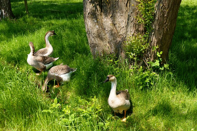 Four Old Geese