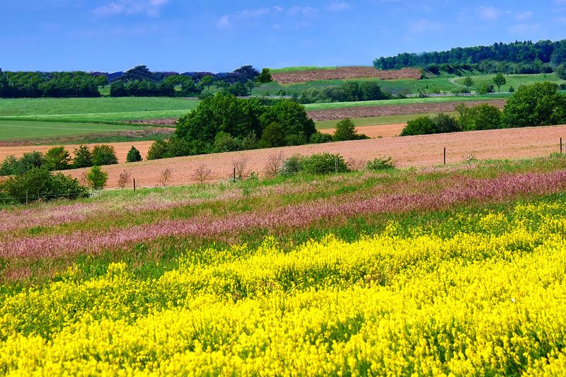 Ridge View in May