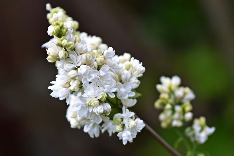 Lilac 'Mme. Lemoinex'