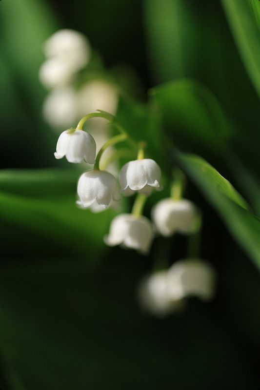 Lily of the Valley