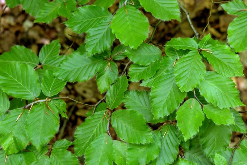 Young Leaves in May