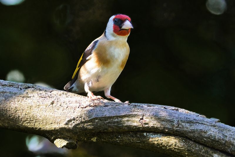 European Goldfinch 