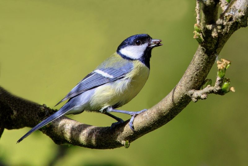 Great Tit (Parus Major/Kohlmeise)