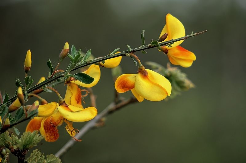 Scotch Broom Branch
