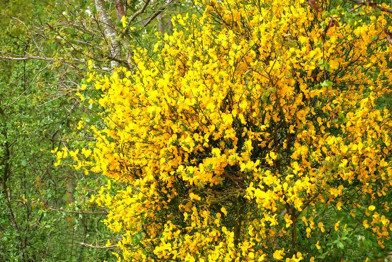 Scotch Broom in Full Bloom