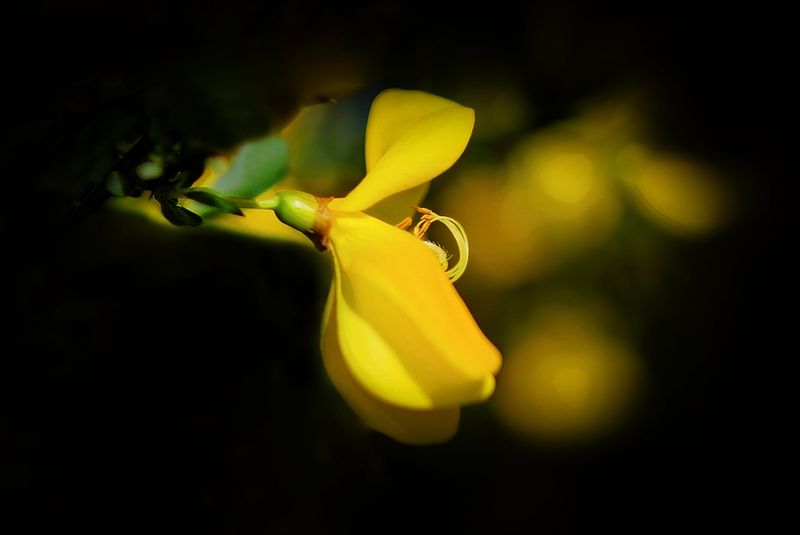 Scotch Broom Macro