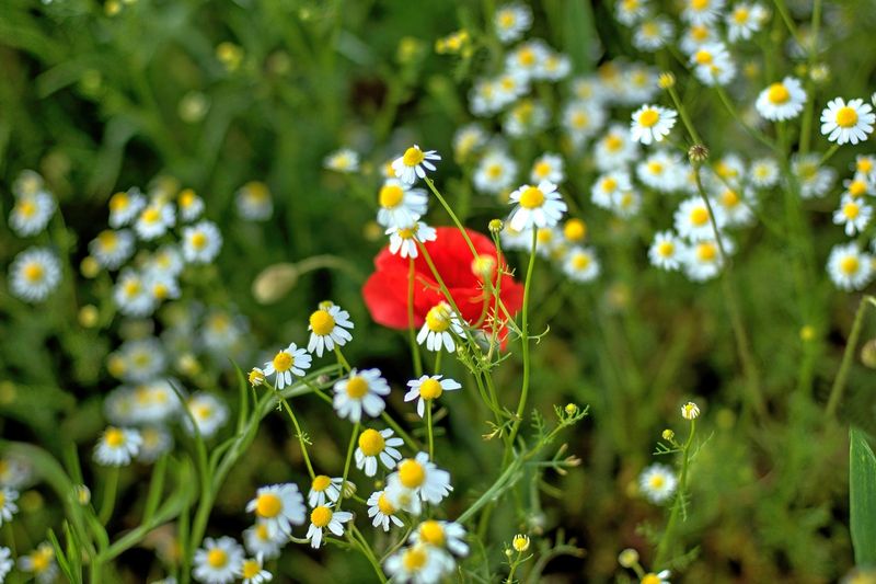 Chamomile and Poppy